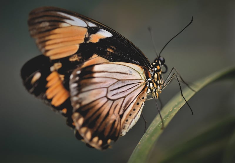 Butterfly Effect Observations